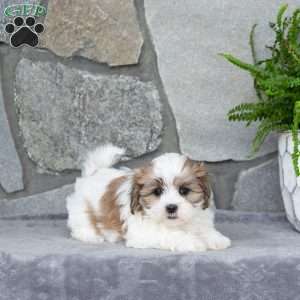 Nina, Mal-Shi Puppy