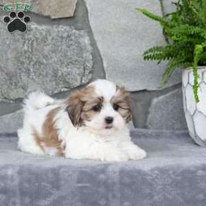 Nina, Mal-Shi Puppy