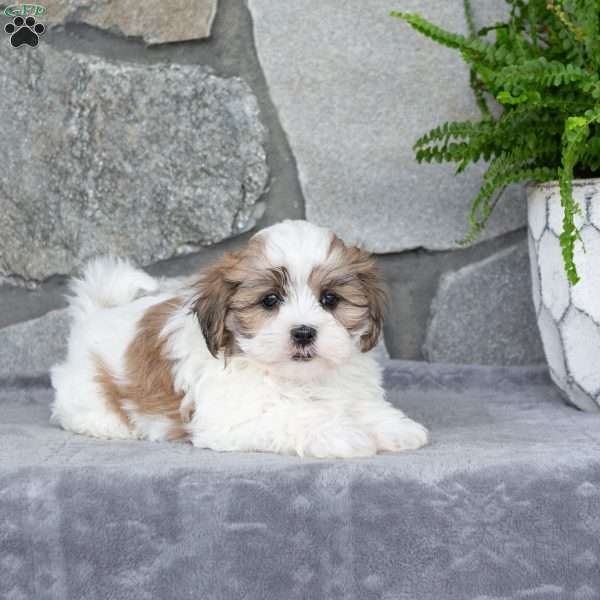 Nina, Mal-Shi Puppy