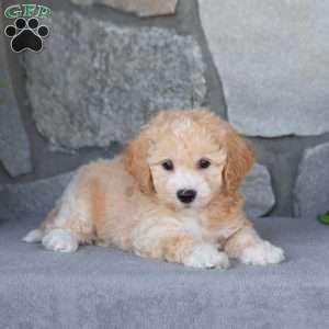 Pumpkin, Bich-Poo Puppy