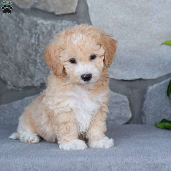 Pumpkin, Bich-Poo Puppy