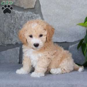 Pumpkin, Bich-Poo Puppy