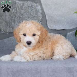 Pumpkin, Bich-Poo Puppy