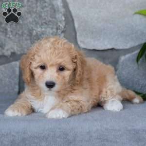 Pumpkin, Bich-Poo Puppy