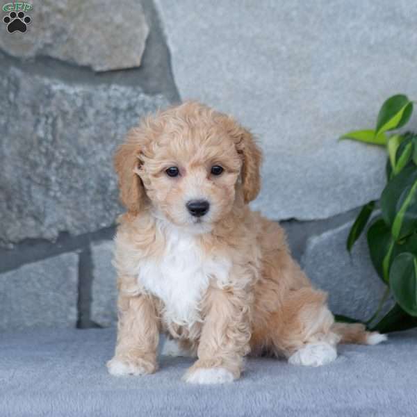 Perky, Bich-Poo Puppy