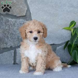 Perky, Bich-Poo Puppy