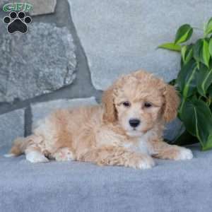 Perky, Bich-Poo Puppy
