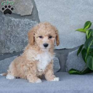 Perky, Bich-Poo Puppy
