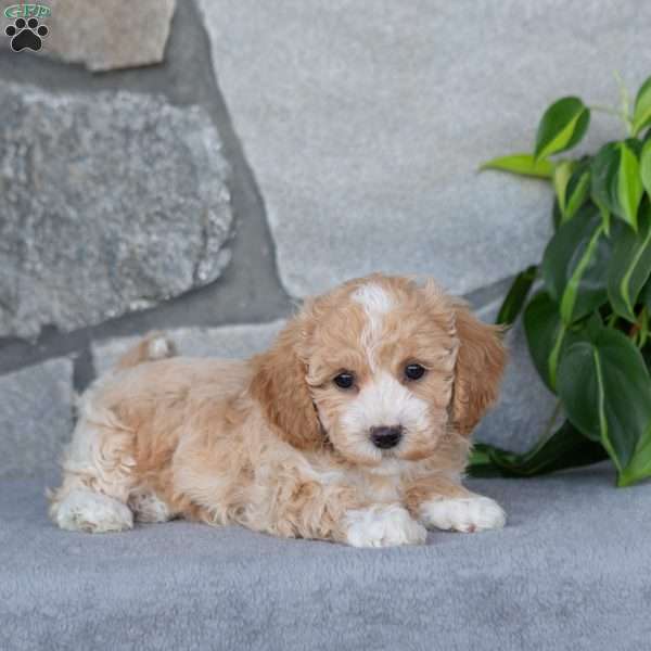 Penny, Bich-Poo Puppy