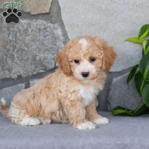 Penny, Bich-Poo Puppy