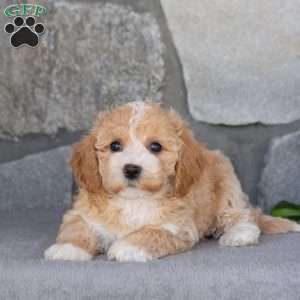 Penny, Bich-Poo Puppy