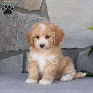 Penny, Bich-Poo Puppy