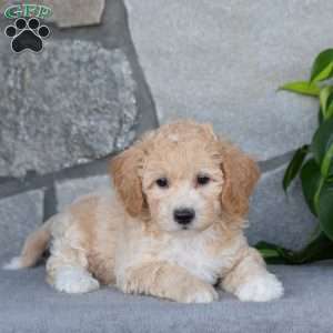 Pixie, Bich-Poo Puppy