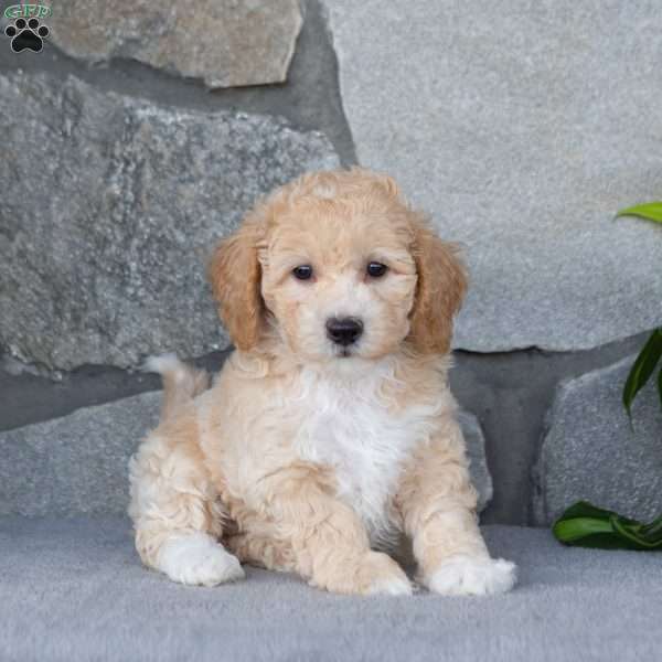 Pixie, Bich-Poo Puppy