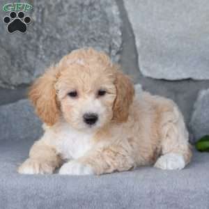 Pixie, Bich-Poo Puppy