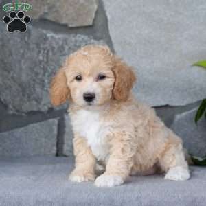 Pixie, Bich-Poo Puppy