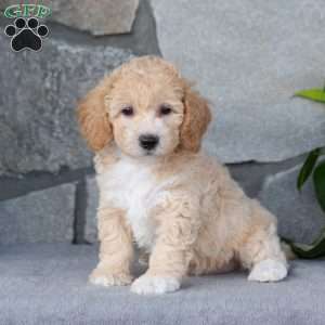 Pixie, Bich-Poo Puppy