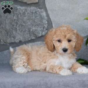 Pearl, Bich-Poo Puppy