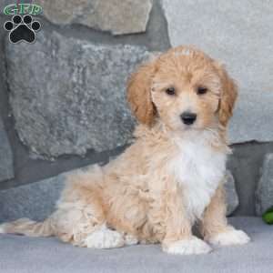 Pearl, Bich-Poo Puppy