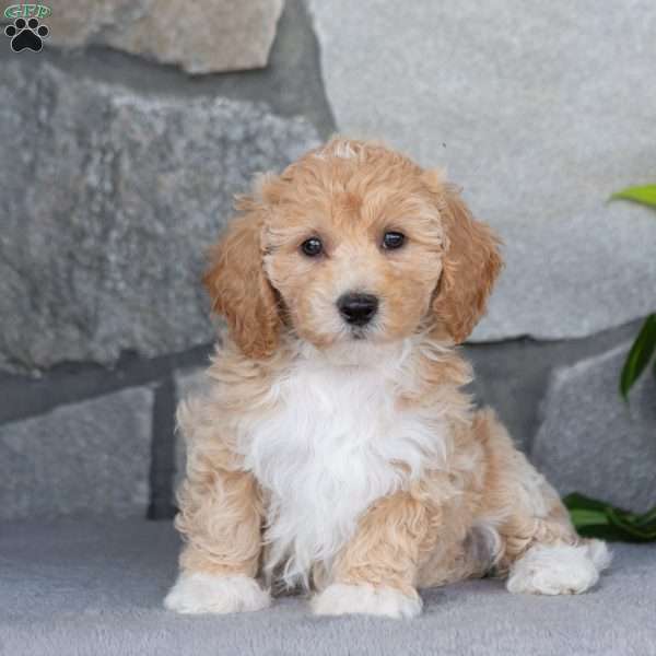 Pearl, Bich-Poo Puppy