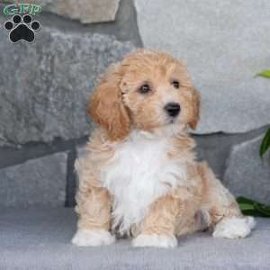 Pearl, Bich-Poo Puppy