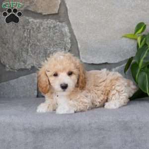 Pinto, Bich-Poo Puppy