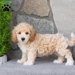 Pinto, Bich-Poo Puppy