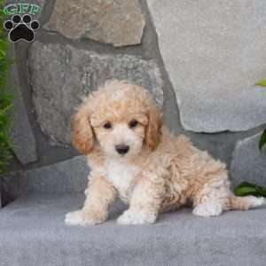 Pinto, Bich-Poo Puppy