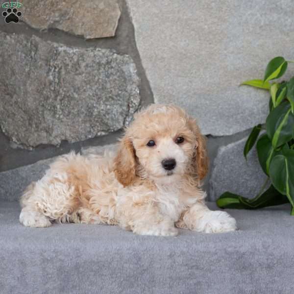 Pinto, Bich-Poo Puppy