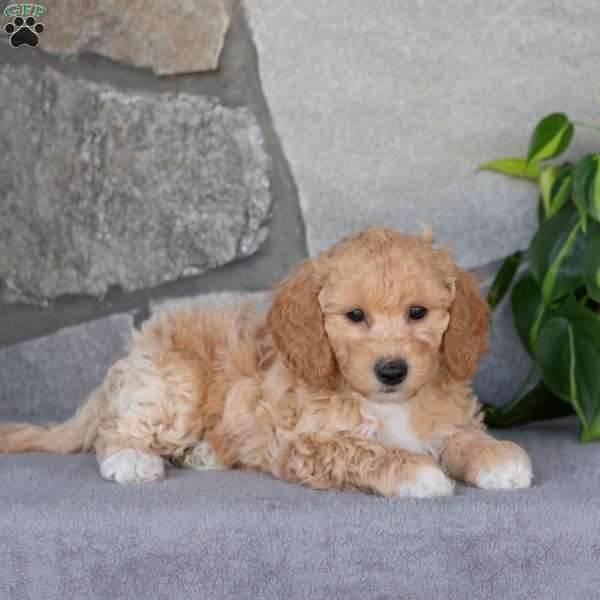 Penn, Bich-Poo Puppy