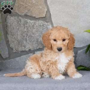 Penn, Bich-Poo Puppy