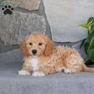 Penn, Bich-Poo Puppy