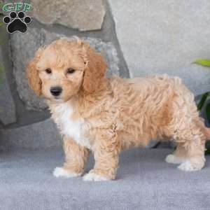 Penn, Bich-Poo Puppy