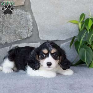 Queenie, Cavachon Puppy