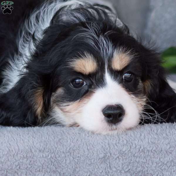 Queenie, Cavachon Puppy
