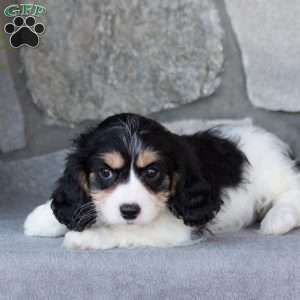 Queenie, Cavachon Puppy