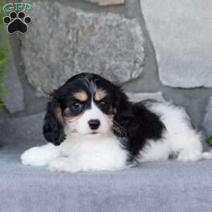 Queenie, Cavachon Puppy