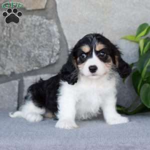 Queenie, Cavachon Puppy
