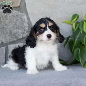 Queenie, Cavachon Puppy