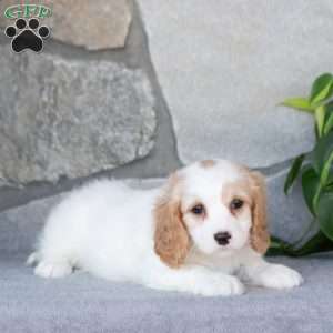 Quartz, Cavachon Puppy