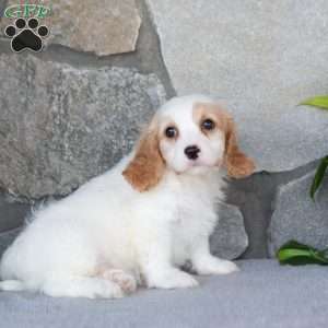 Quartz, Cavachon Puppy