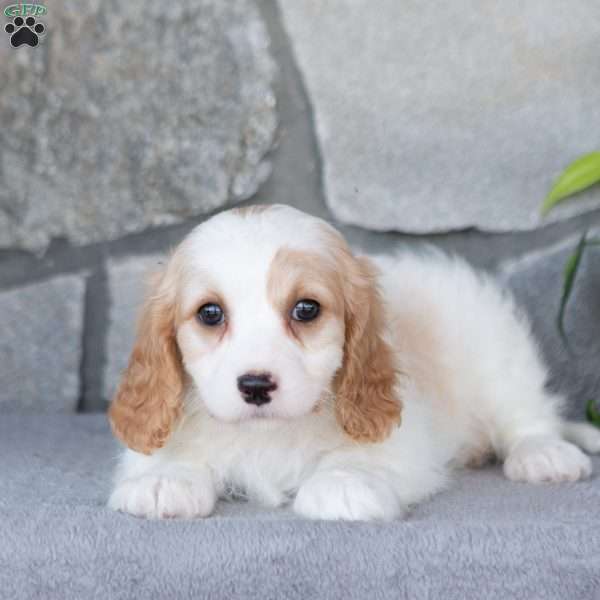 Quartz, Cavachon Puppy
