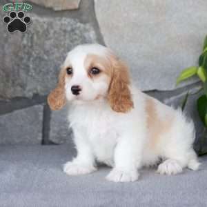 Quartz, Cavachon Puppy