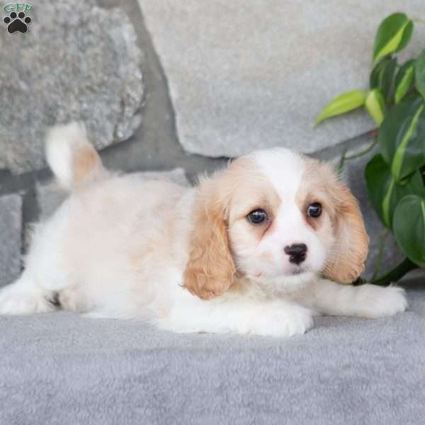 Quella, Cavachon Puppy