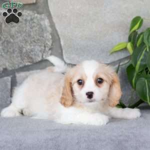 Quella, Cavachon Puppy