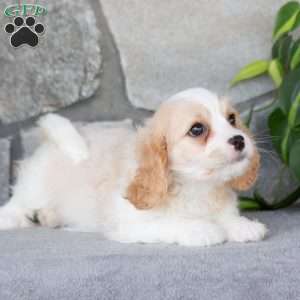 Quella, Cavachon Puppy