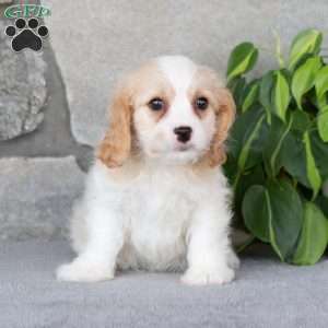 Quella, Cavachon Puppy