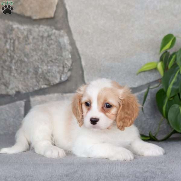 Quenby, Cavachon Puppy