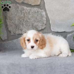 Quenby, Cavachon Puppy