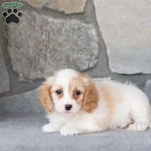 Quenby, Cavachon Puppy